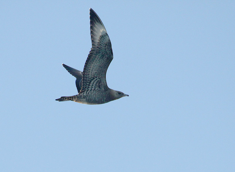 Labbe parasite, (Parasitic Jaeger),large de Tadoussac