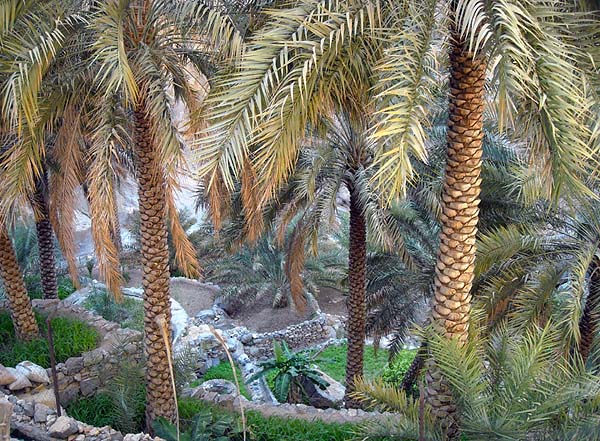 vegetable and date palm plots.jpg