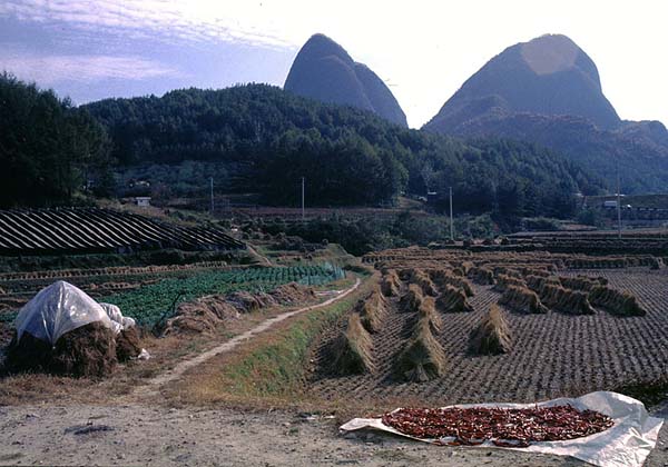 harvested rice and peppers.jpg