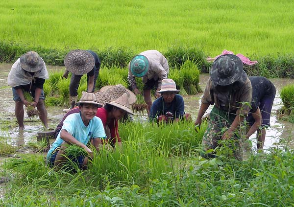 rice planting .jpg