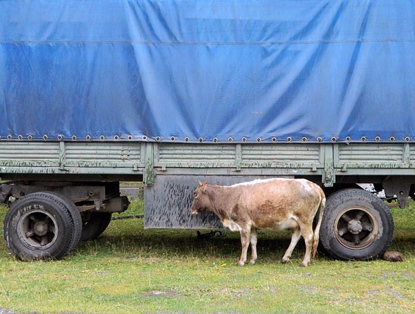 cow and truck.jpg