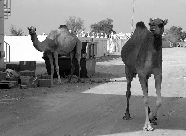 rogue camels.jpg