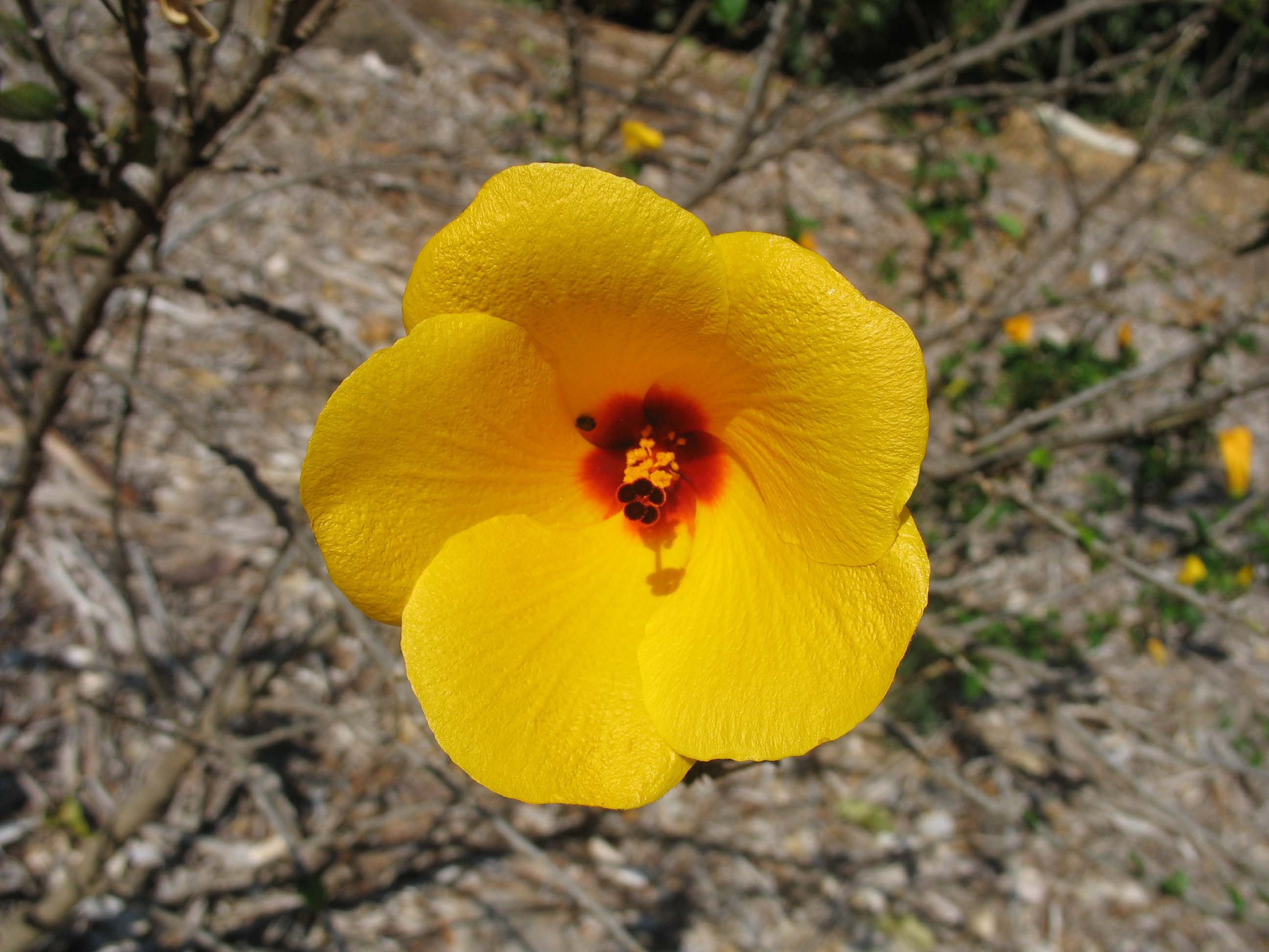 Yellow hibiscus flower (Hibiscus Scotii), Koko Crater Botanical Garden, Oahu, Hawaii