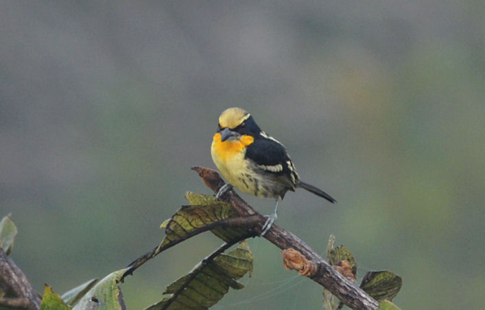 Gilded Barbet  012110-2j  Sani