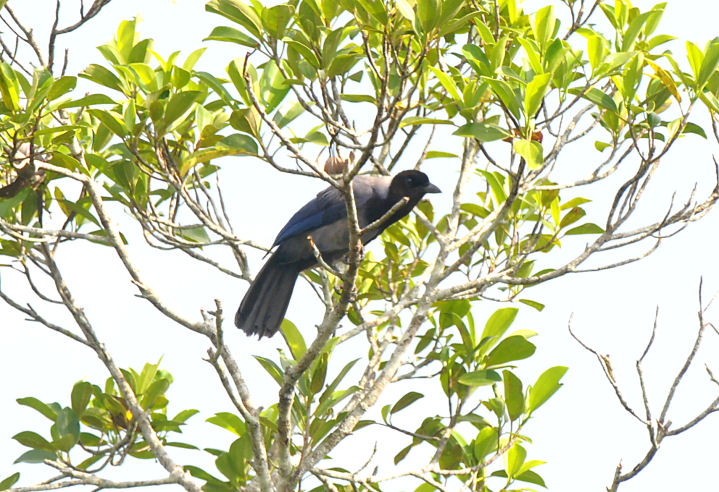 Violaceous Jay  012210-1j  Sani