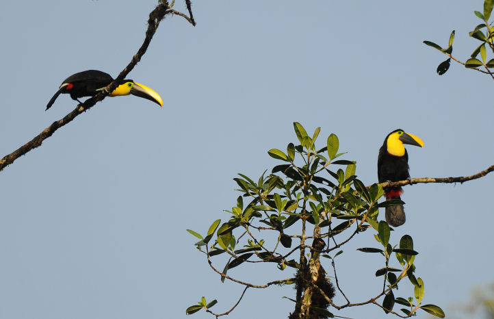 Choco Toucan Pair  011010-3j  Mindo