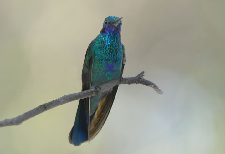 Sparkling Violetear  012210-1j  San Jorge