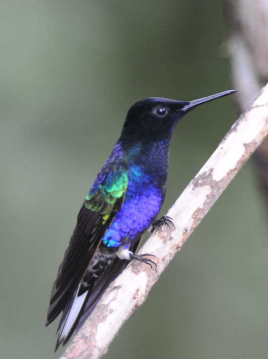 Velvet-purple Coronet  011010-3j  Septimo Paraiso