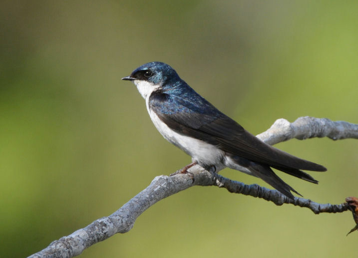 Tree Swallow  0610-1j  Yakima Valley