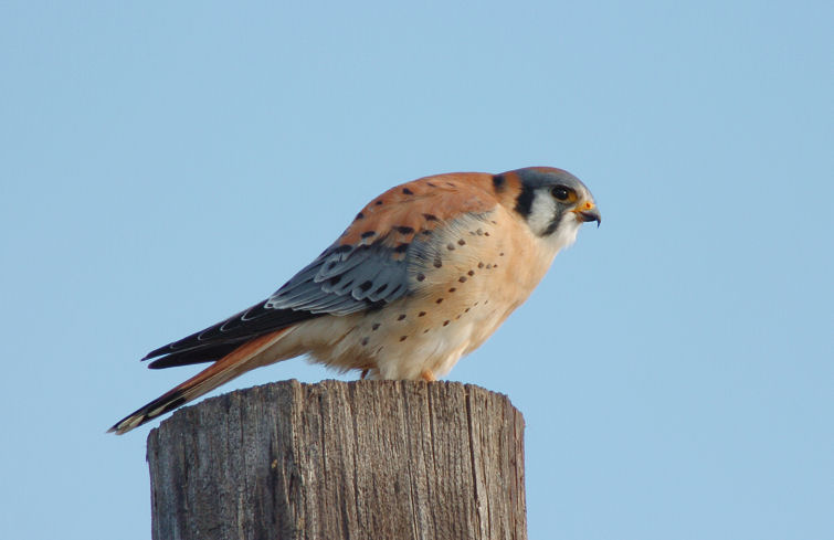 Kestrel 0106-4j  Kittitas