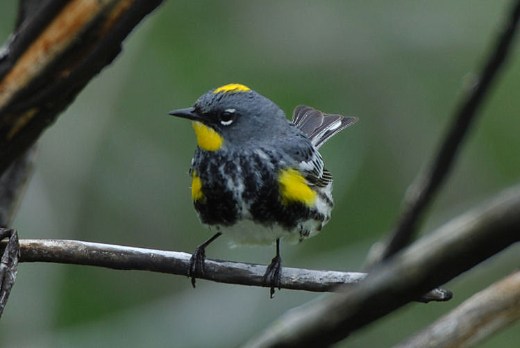 Yellow-rumped Warbler 0506-5j  Mud Lake Road