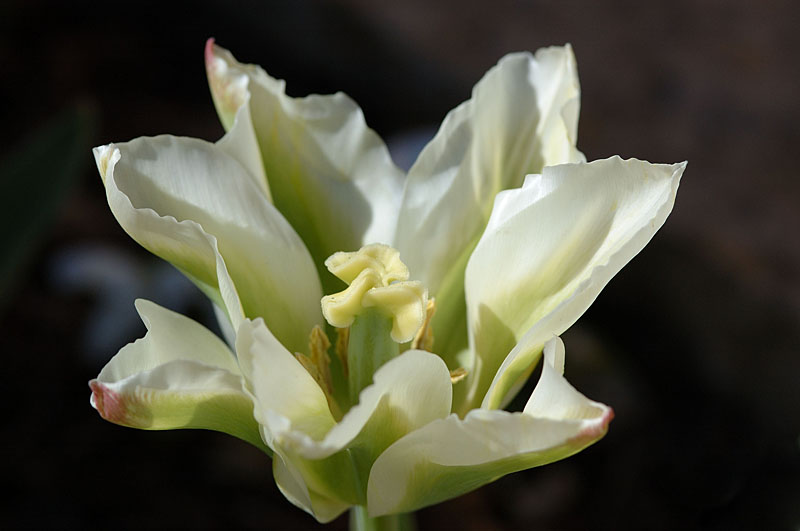 bloom