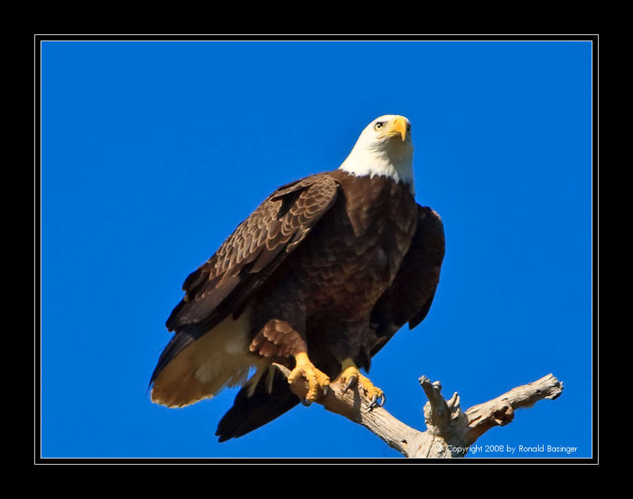 Bald Eagle Ready to Fly