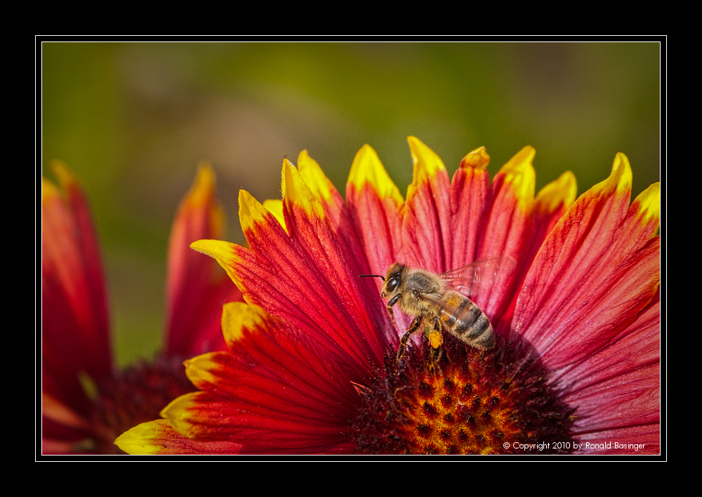 Pollen Collector