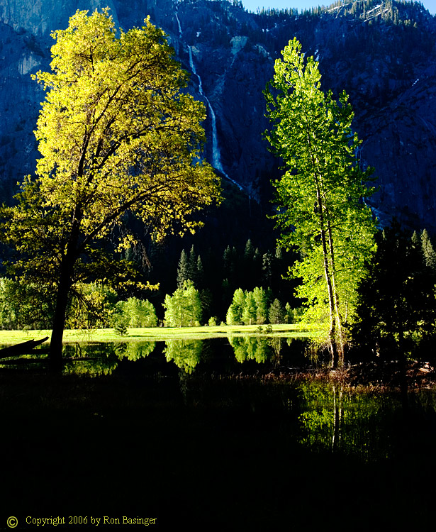 Glowing Trees