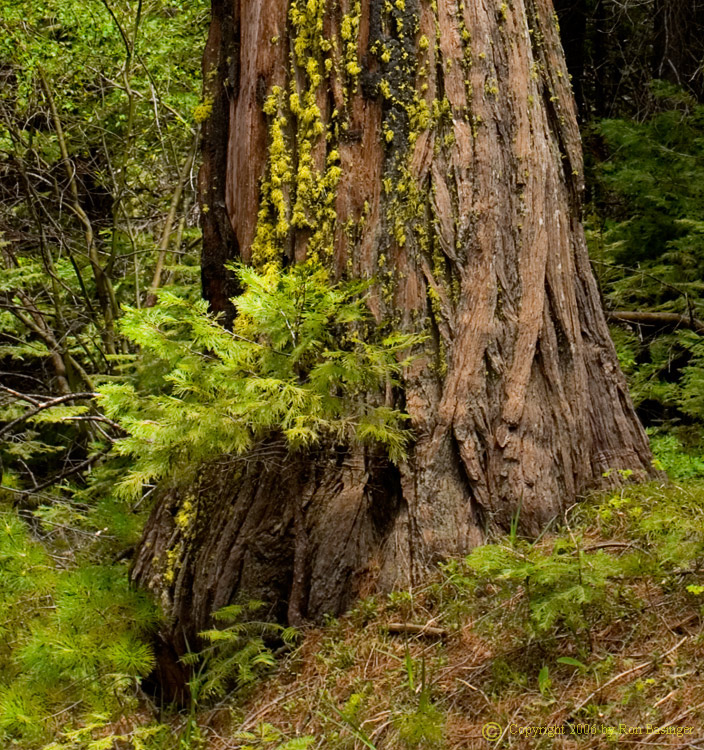 Giant Redwood with Small One