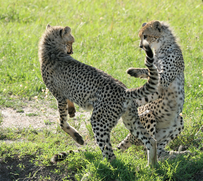 Deuxième safari dans la réserve de Masaï-Mara