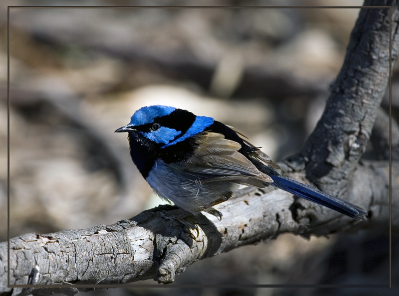 Blue Wren_2.jpg