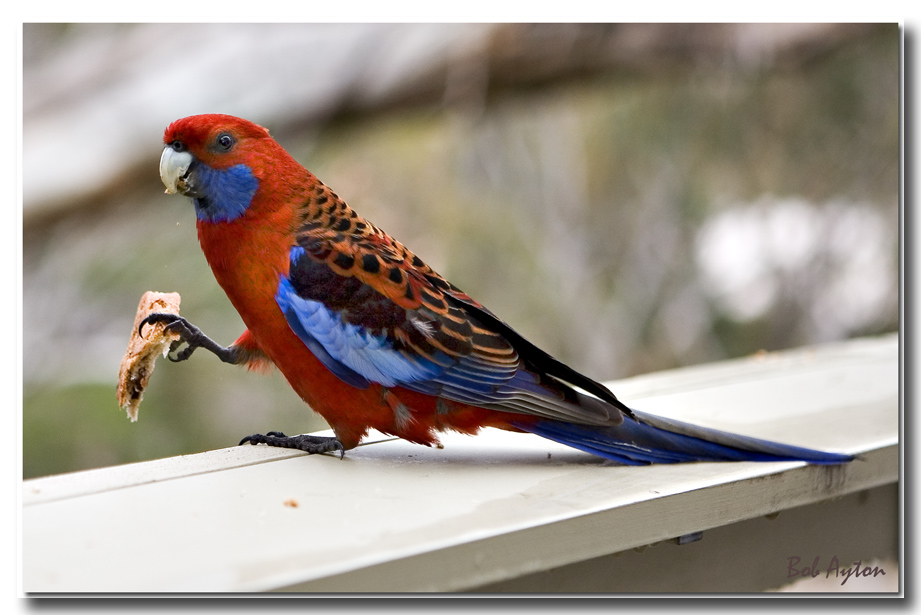 Rosella dropin_7890.jpg