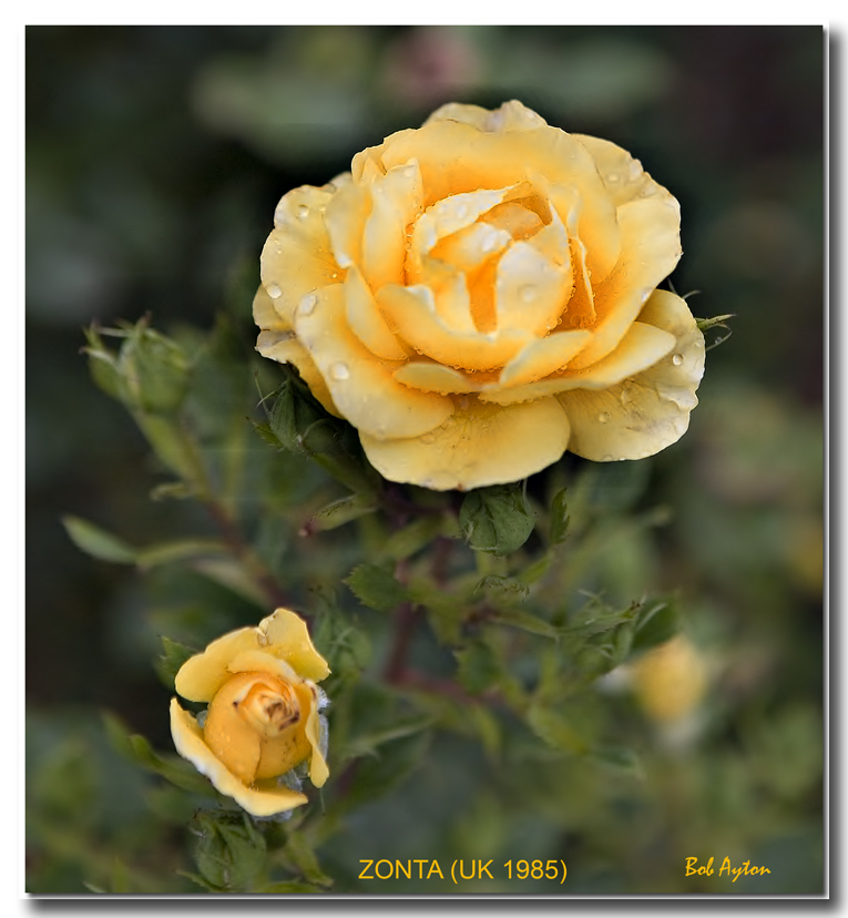 ZONTA Rose.jpg