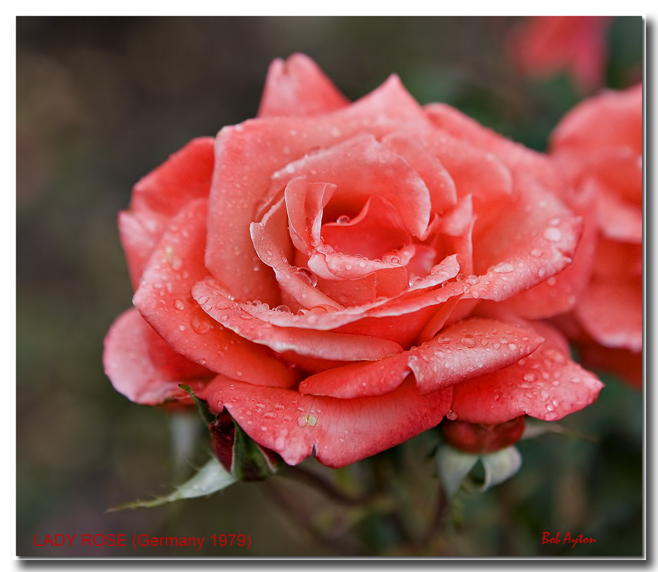 Lady Rose.jpg
