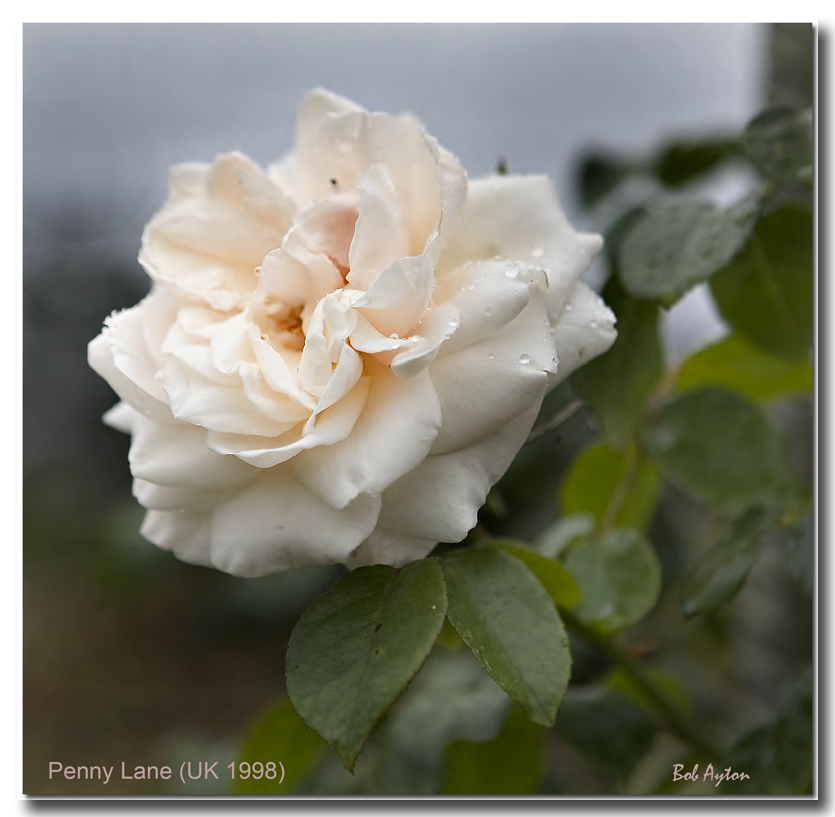 Penny Lane Rose.jpg