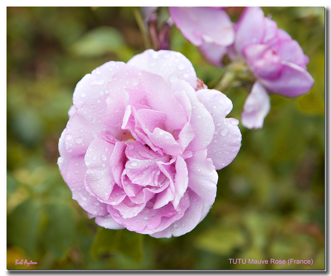 TUTU MAUVE Rose.jpg