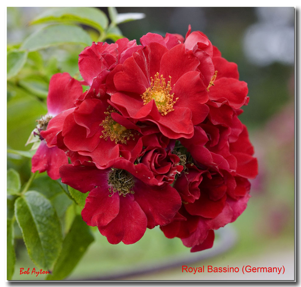 Royal Bassino Rose.jpg