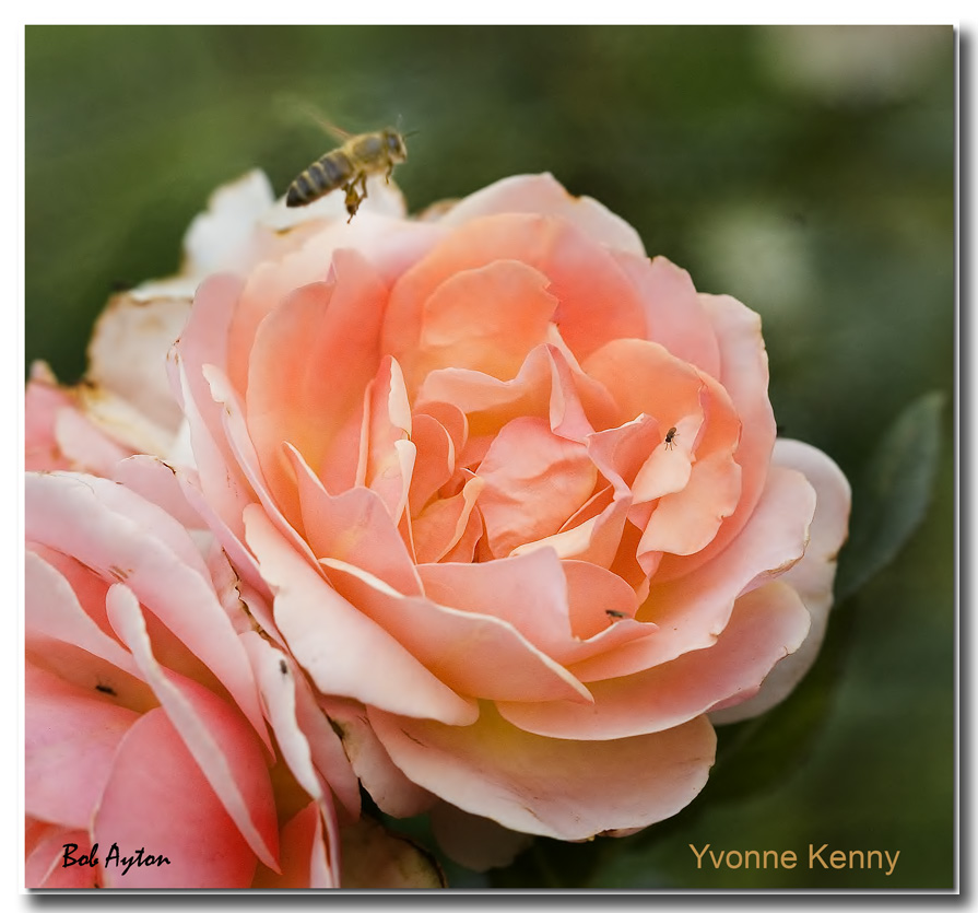 Yvonne Kenny Rose.jpg