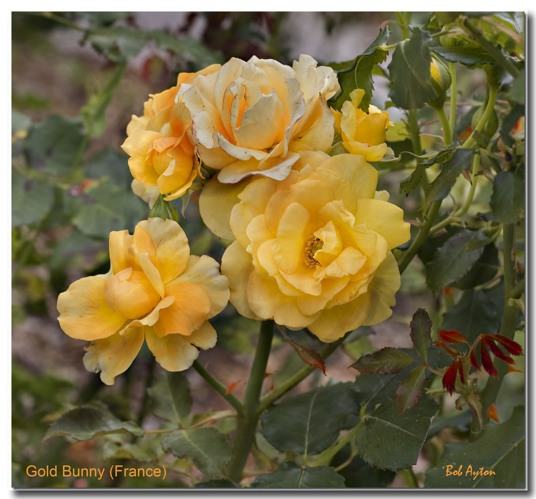Gold Bunny Rose.jpg