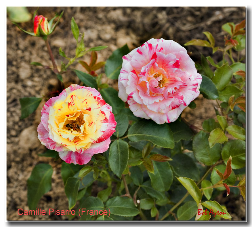 Camille Pisarro Rose.jpg