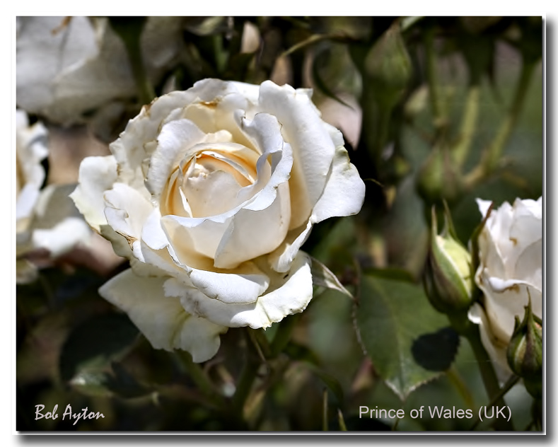 Prince of Wales Rose.jpg