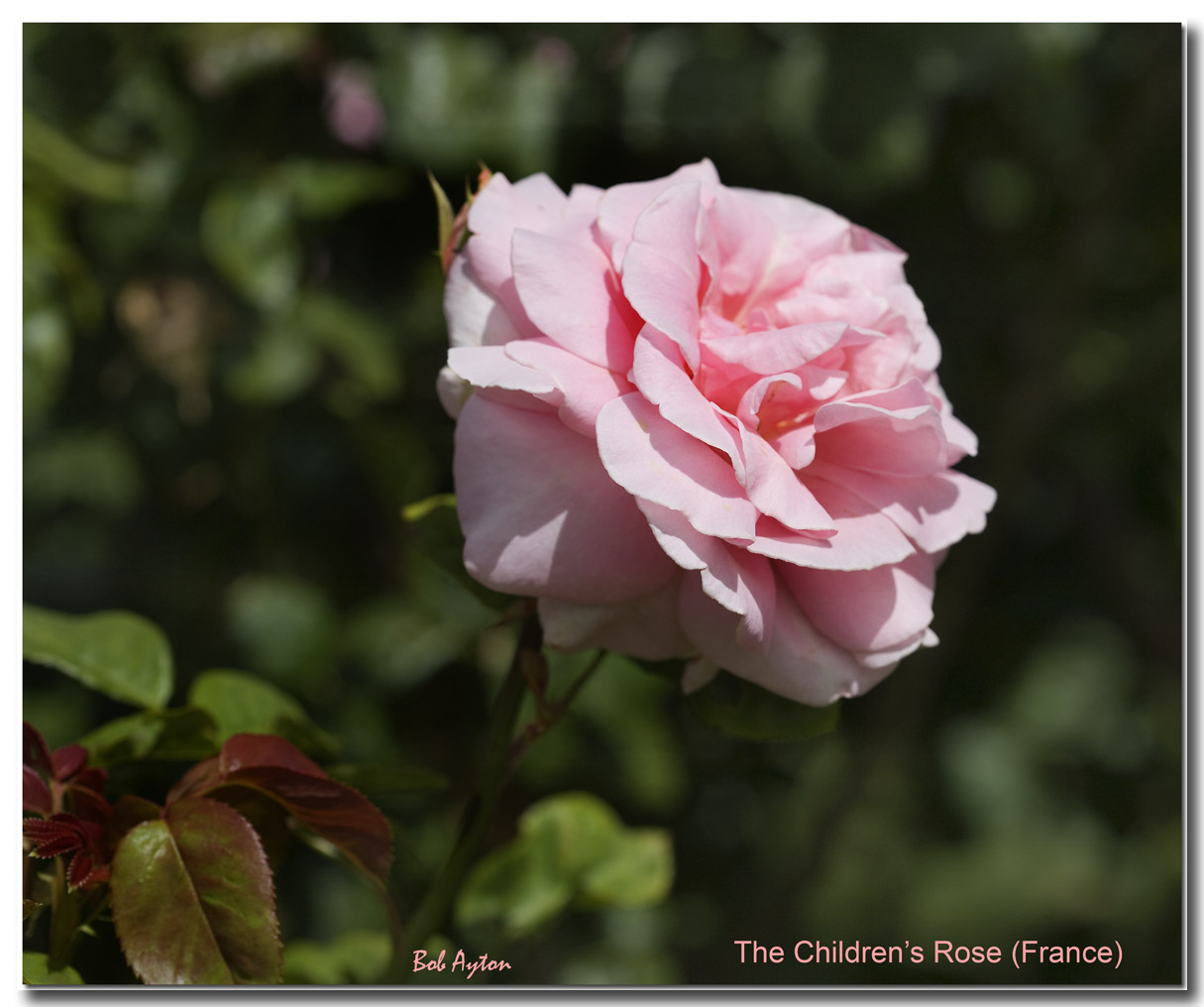 The Childrens Rose.jpg