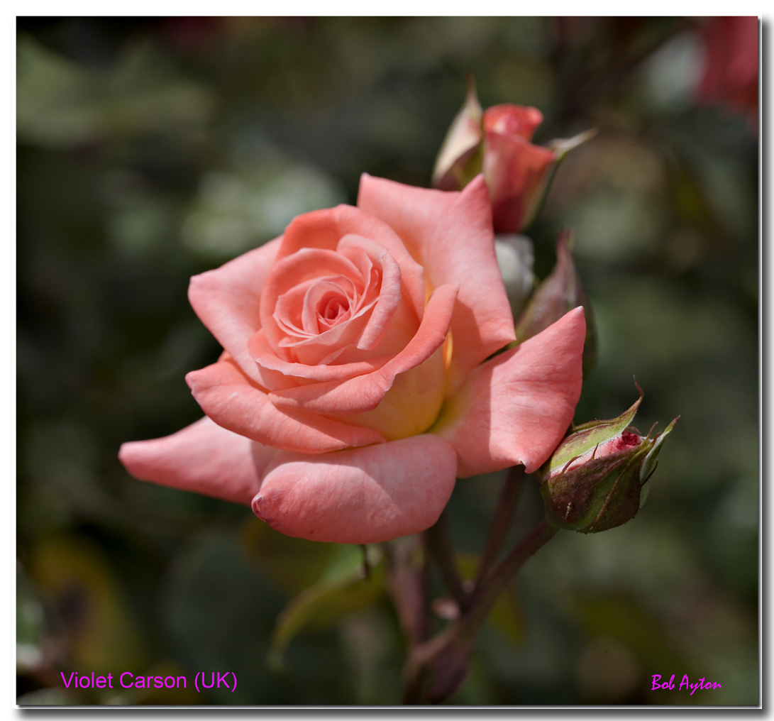 Violet Carson Rose.jpg