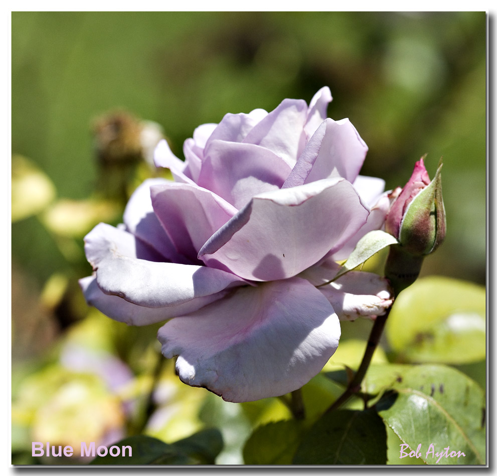 Blue Moon_8185.jpg