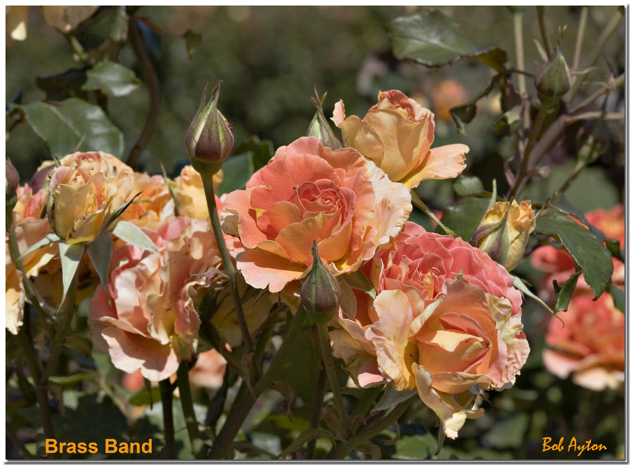 Brass Band 8266.jpg