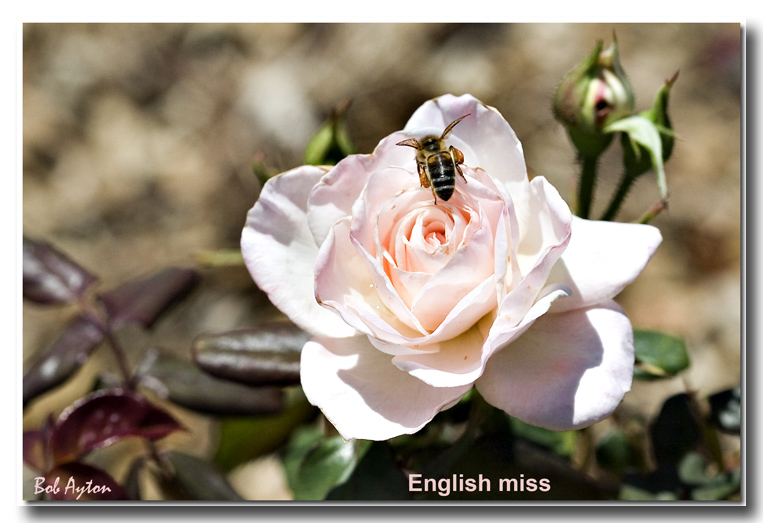 English miss_8190.jpg