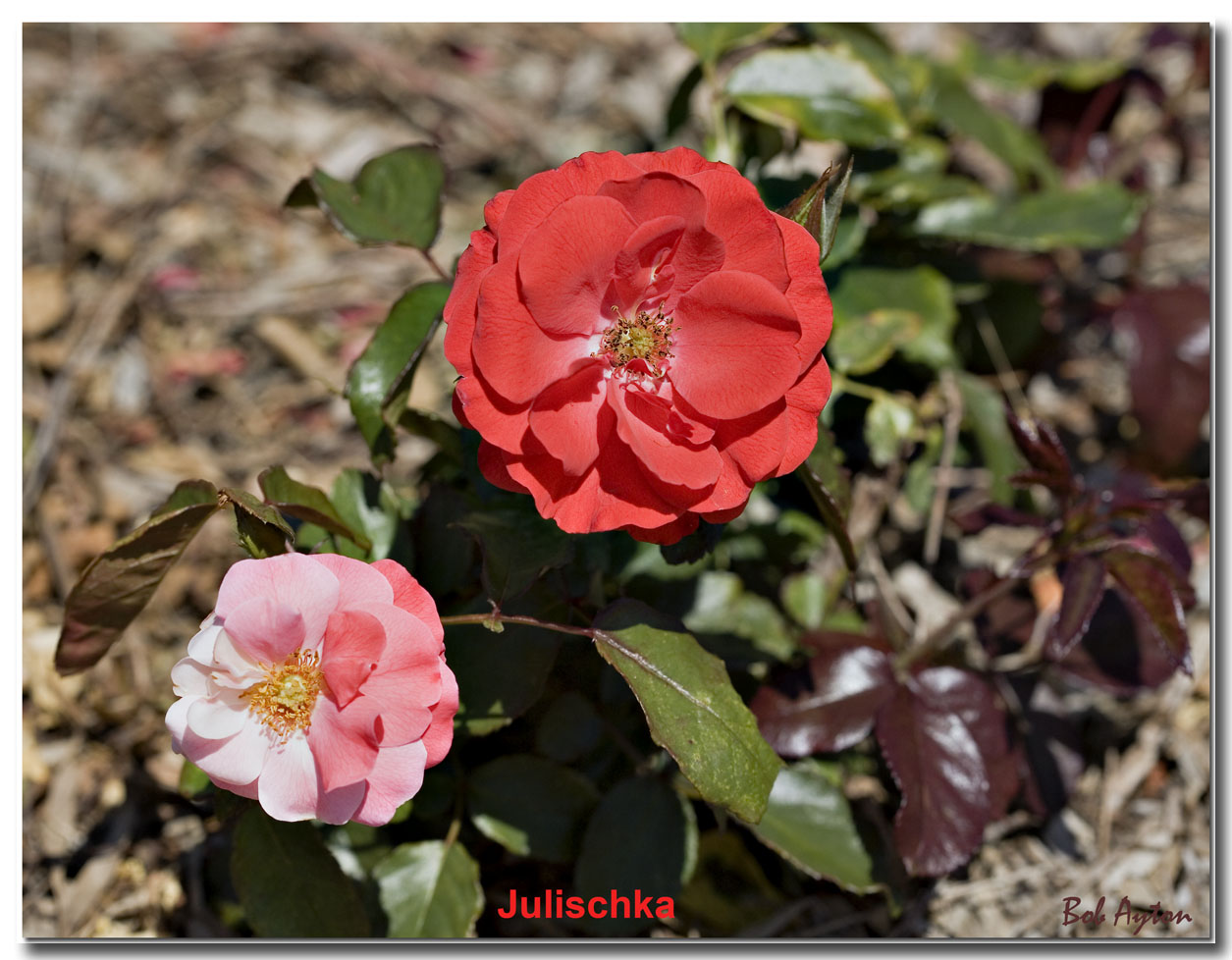 Julischka 8253.jpg