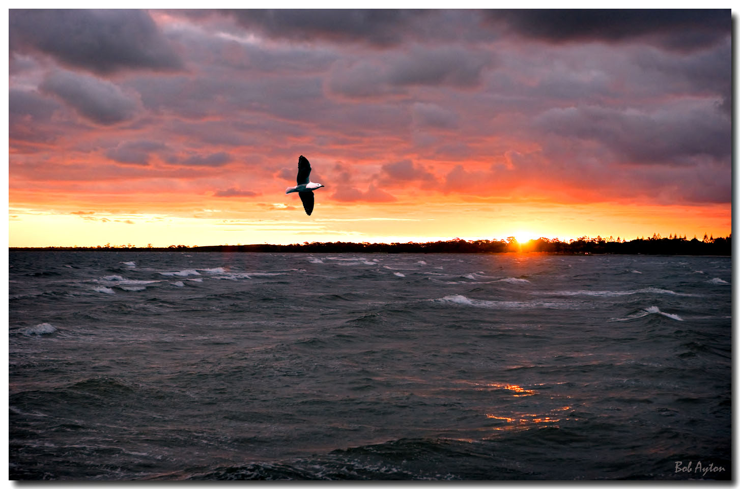 gull sunset