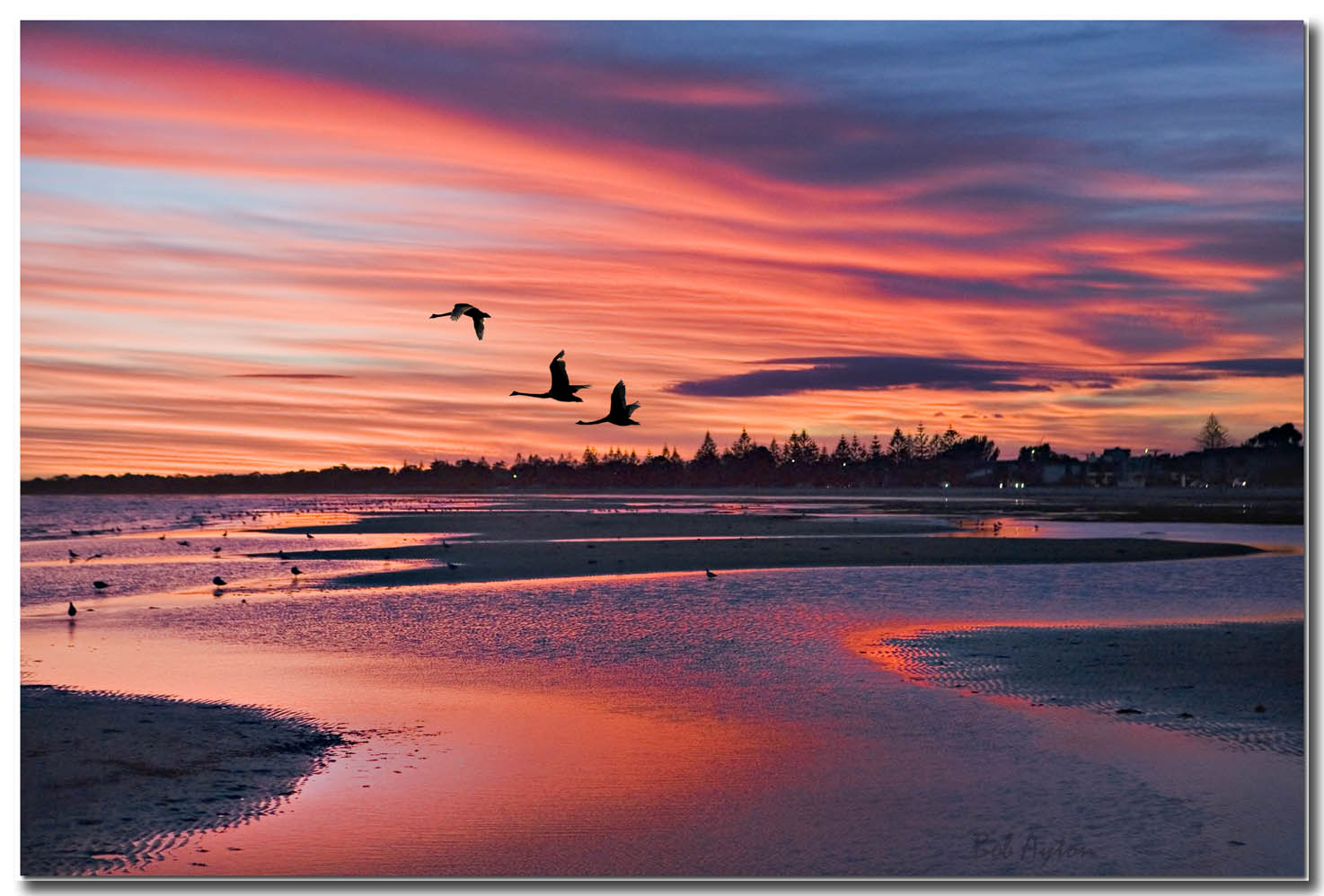 Swan Sunset