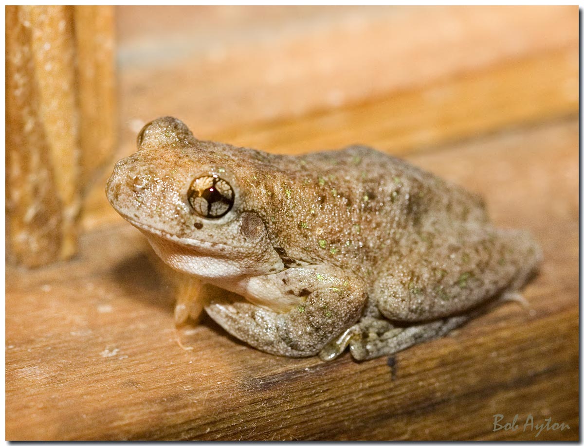 Frog_8849.jpg