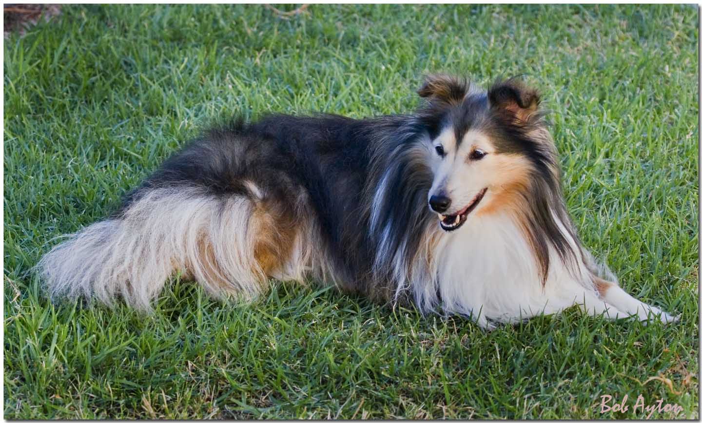 Miniature Collie_1687.jpg