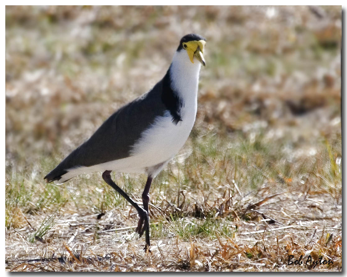 Spur Wing Plover