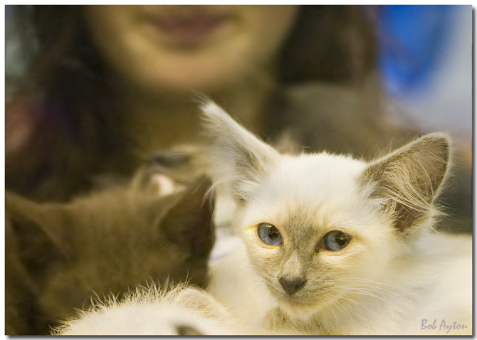 kITTEN.jpg