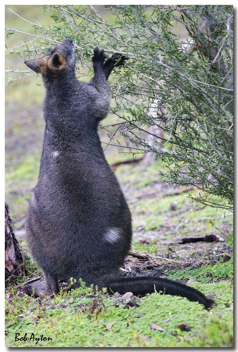 Wallaby