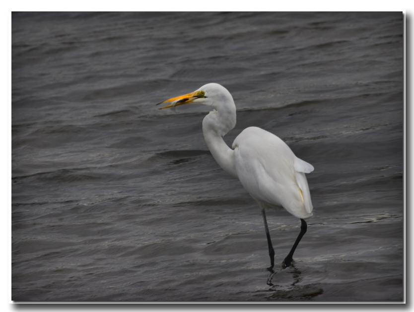 Caught fish _2372.jpg