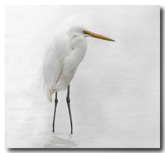 Egret.jpg