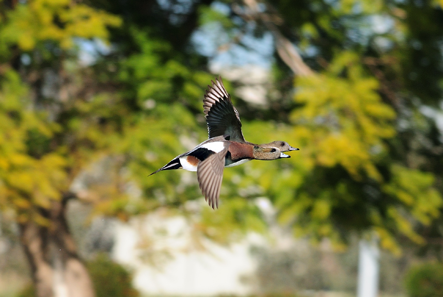 Ducks in Motion