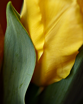 yellow tulip web.jpg