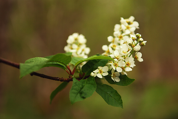 24. Mai